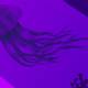 Photo of How to create and run shell scripts in Ubuntu 22.04