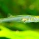 Photo of The fish is small but can make a sound as loud as a gunshot