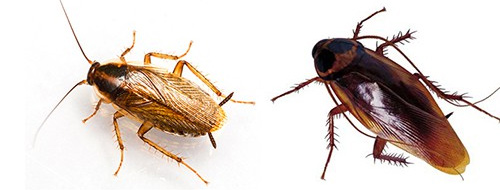 10 facts about the dangerous and hard-to-kill German cockroach that is raging in Vietnamese apartments Picture 1