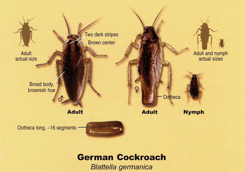 10 facts about the dangerous and hard-to-kill German cockroach that is raging in Vietnamese apartments Picture 2