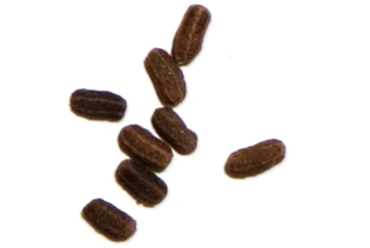 10 facts about the dangerous and hard-to-kill German cockroach that is raging in Vietnamese apartments Picture 4