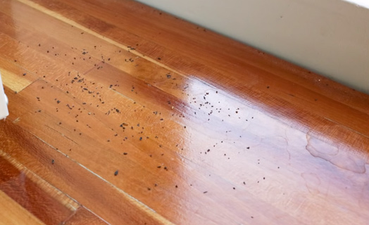 10 facts about the dangerous and hard-to-kill German cockroach that is raging in Vietnamese apartments Picture 5