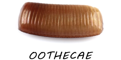 10 facts about the dangerous and hard-to-kill German cockroach that is raging in Vietnamese apartments Picture 6