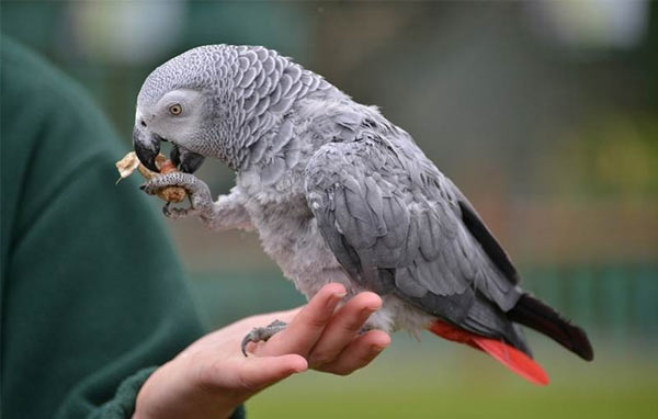 10 smartest talking birds in the world Picture 1