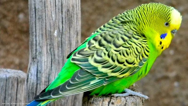 10 smartest talking birds in the world Picture 2