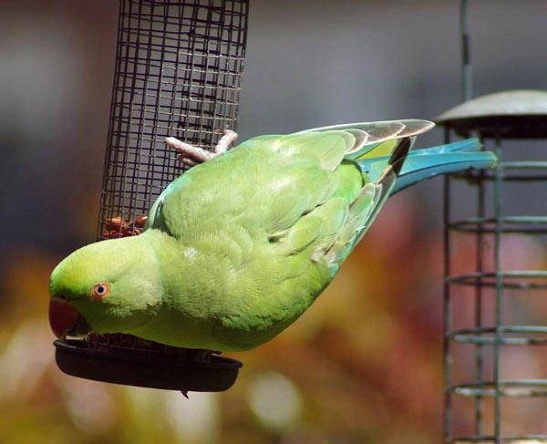 10 smartest talking birds in the world Picture 5