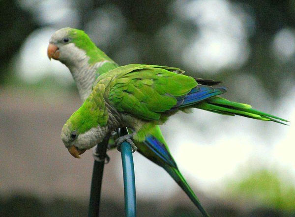10 smartest talking birds in the world Picture 6