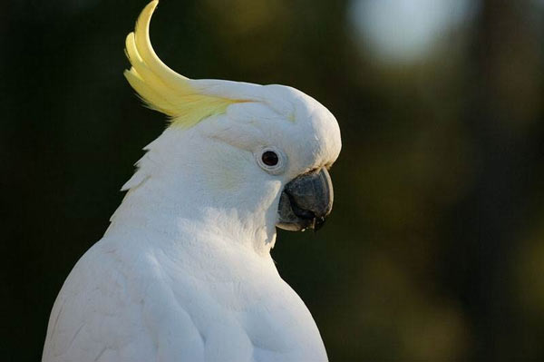10 smartest talking birds in the world Picture 8