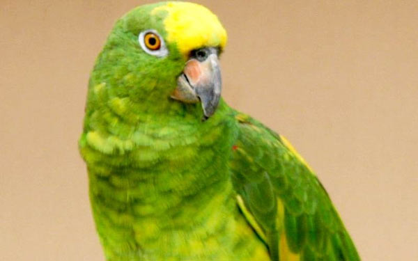 10 smartest talking birds in the world Picture 9