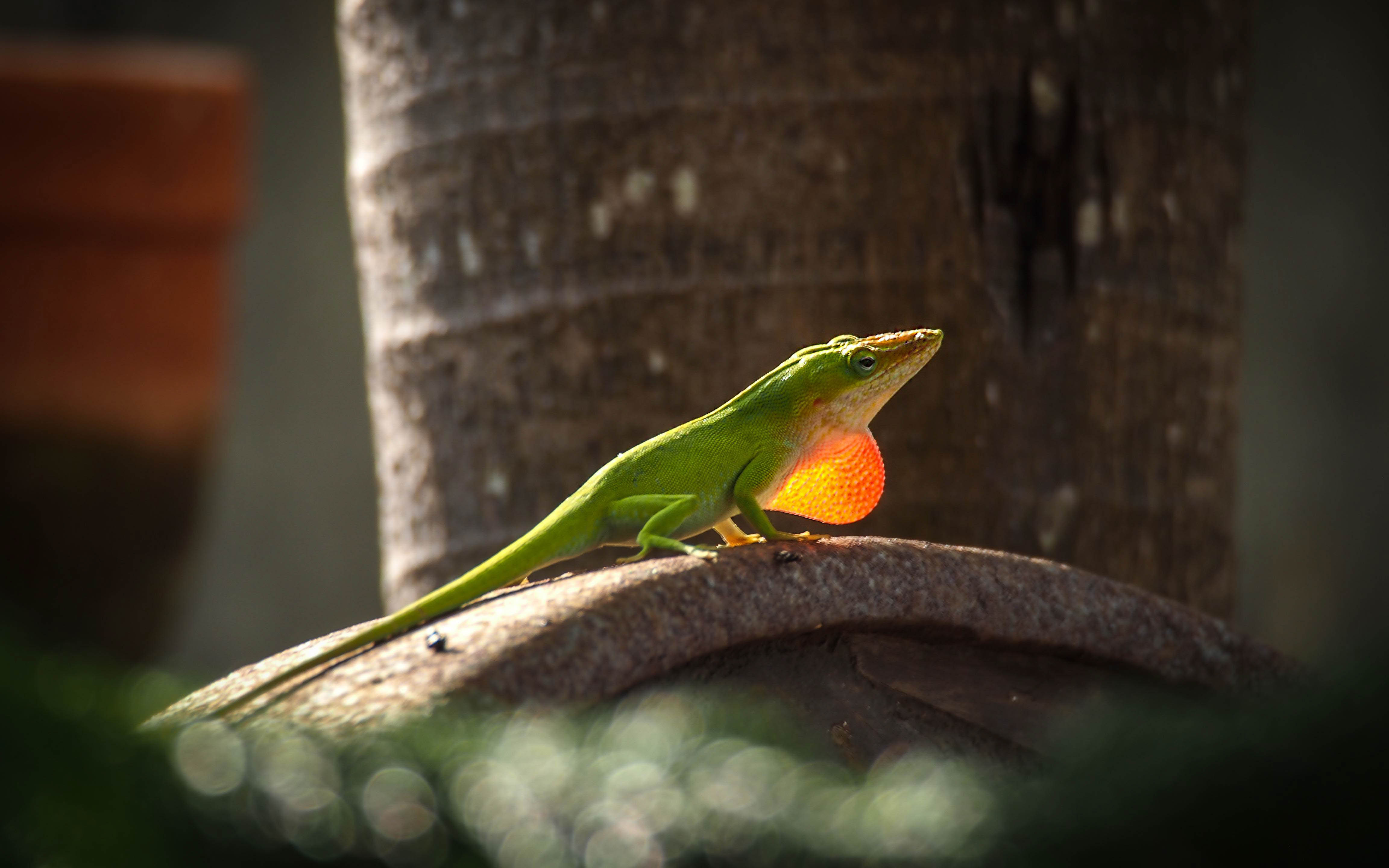 100+ Most Beautiful Full HD, 2K, 4K Computer Wallpapers 2023 Picture 6