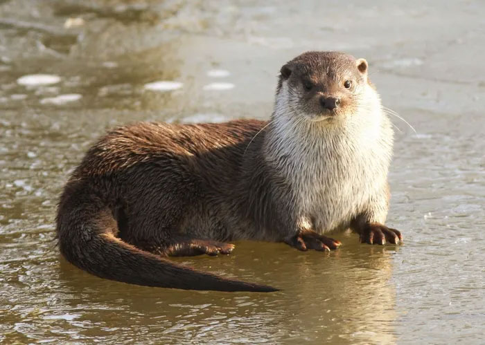 4 interesting rare otter species of Vietnam Picture 1