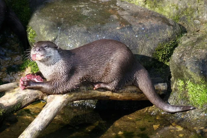 4 interesting rare otter species of Vietnam Picture 3