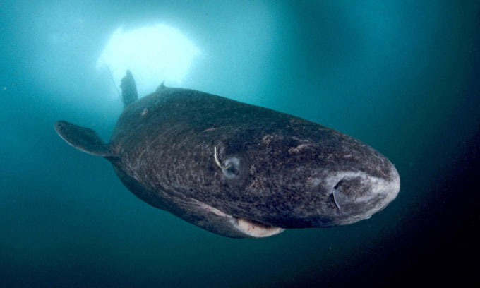 5 animals that can survive a global disaster Picture 3