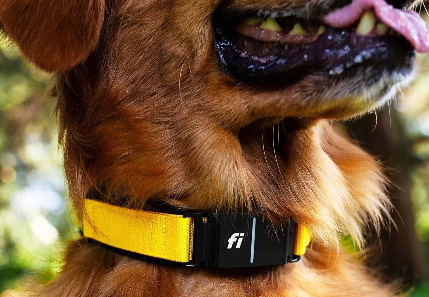 5 Favorite Smart Home Devices for Pets Picture 2