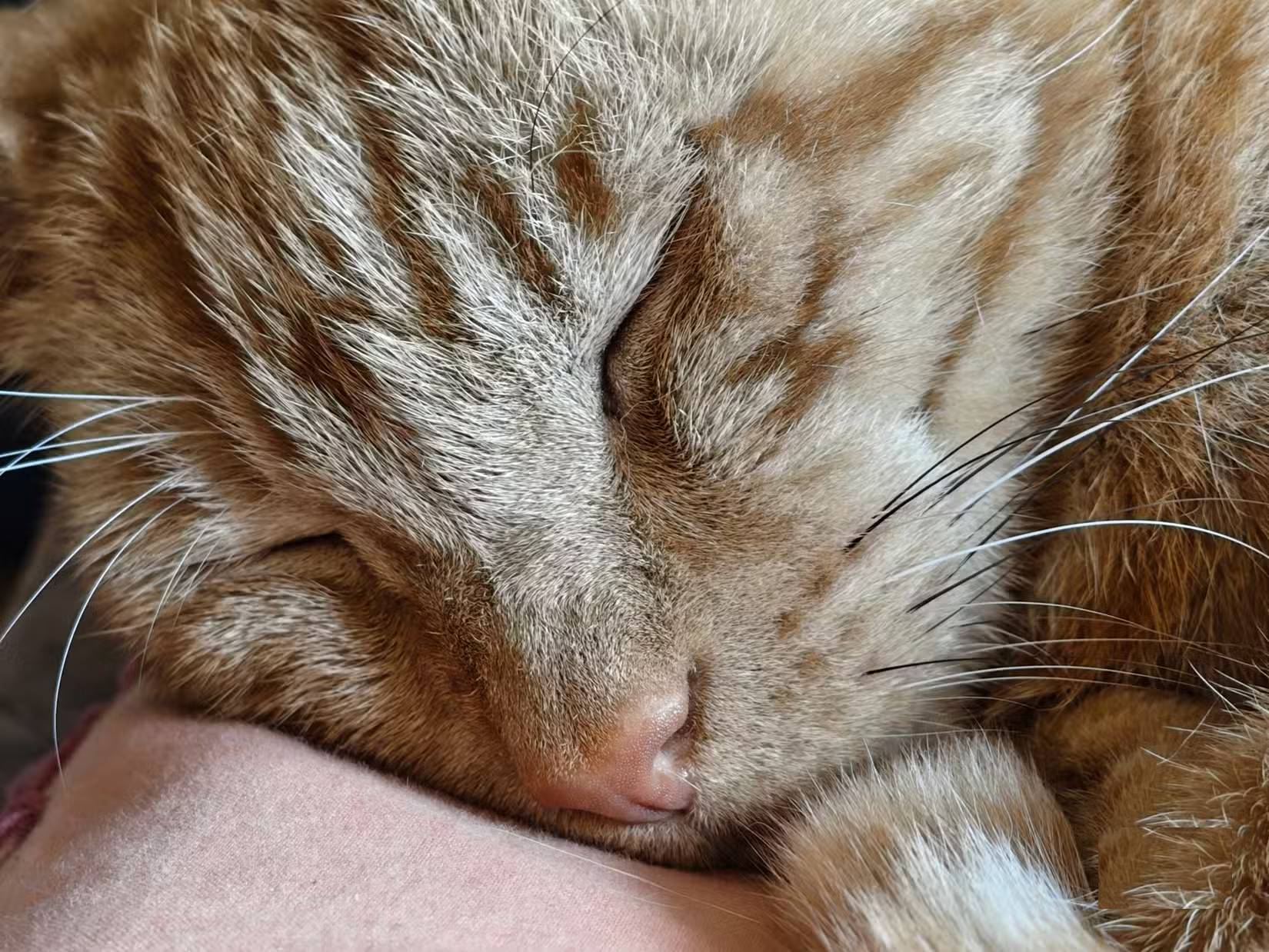 Five of these ten photos were created using AI: Can you tell? Picture 1