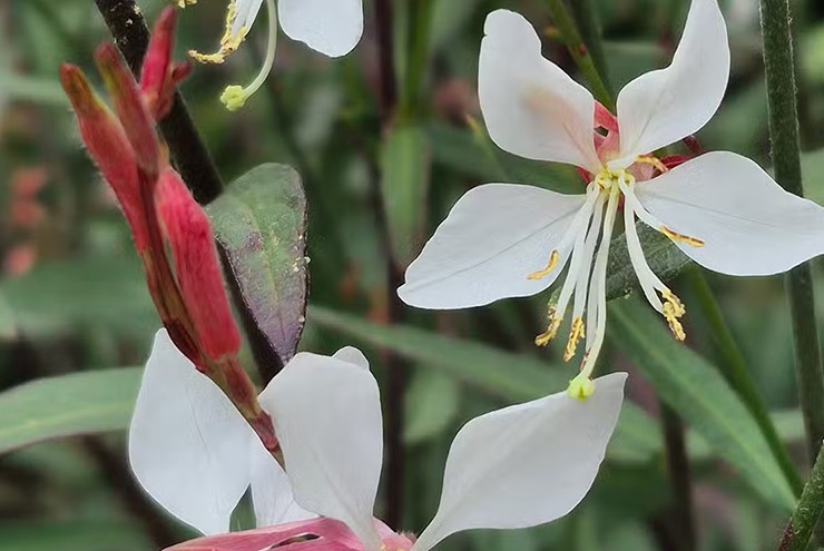 5 reasons why cheap smartphones are increasingly worth buying Picture 2