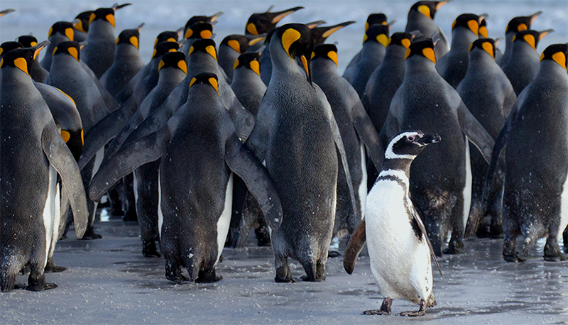 5 Ways to Make Your Switch from Windows to Linux Easier Picture 5