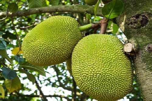 Picture 3 of 60+ Fruit Puzzles to Help Children Develop Thinking Skills