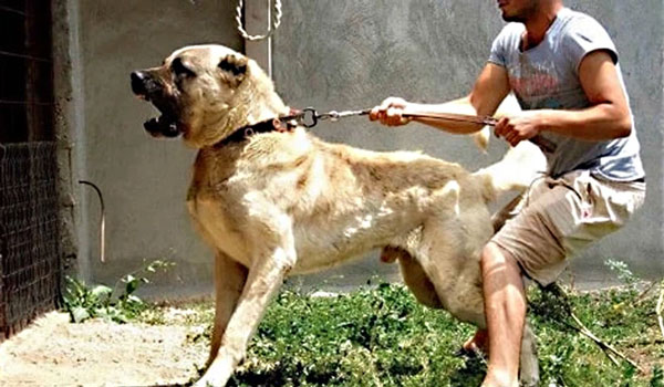 7 dog breeds with the strongest bite force, extremely dangerous Picture 1
