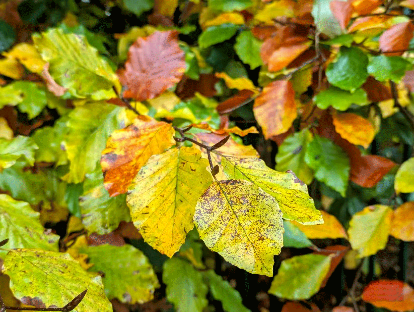 7 tips for taking beautiful photos with smartphones in the fall Picture 4