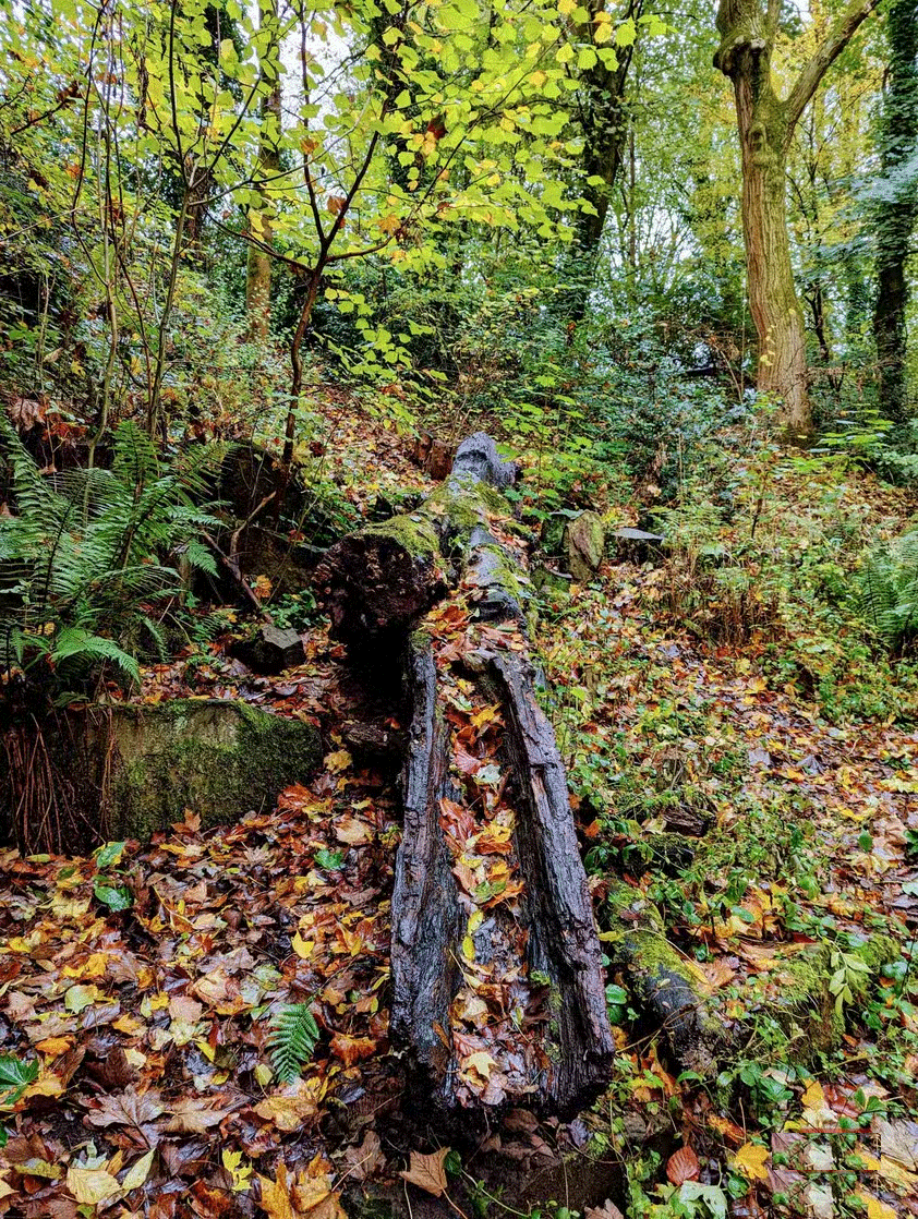 7 tips for taking beautiful photos with smartphones in the fall Picture 6