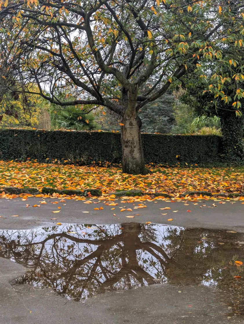 7 tips for taking beautiful photos with smartphones in the fall Picture 7