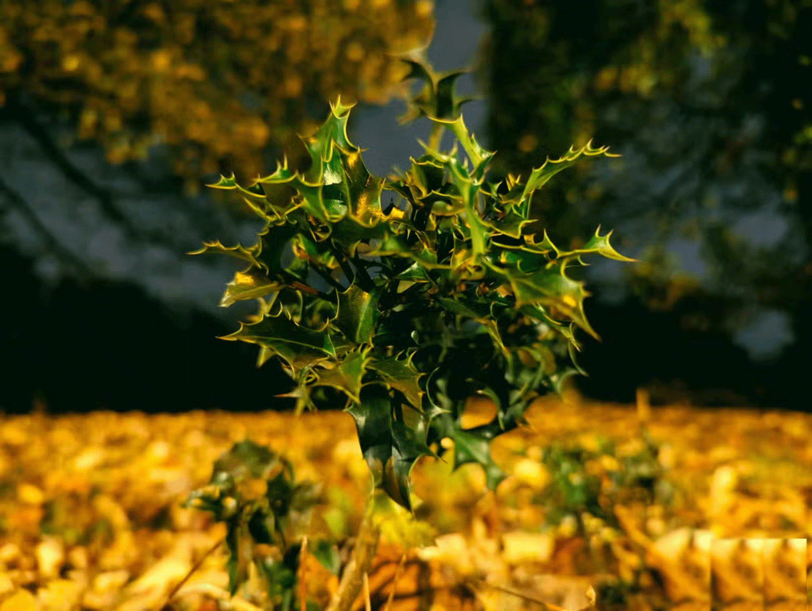 7 tips for taking beautiful photos with smartphones in the fall Picture 9