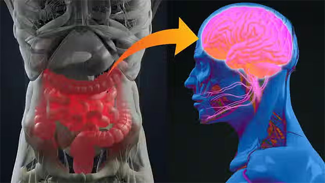 New protein discovered that could treat depression via the gut. Picture 1