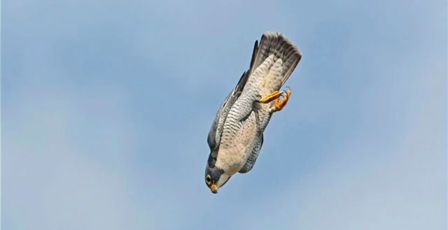 A steppe kestrel kills a mallard with a 'shadowless' dive at a speed of 90km/h Picture 1