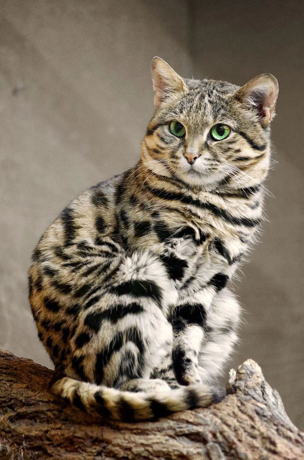 African black-footed cat: Looks innocent but is the 'world's most dangerous' cat Picture 1