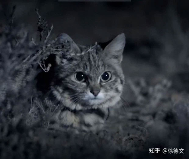 African black-footed cat: Looks innocent but is the 'world's most dangerous' cat Picture 2