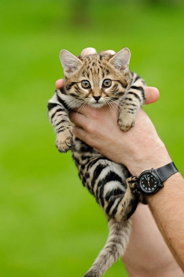 African black-footed cat: Looks innocent but is the 'world's most dangerous' cat Picture 3