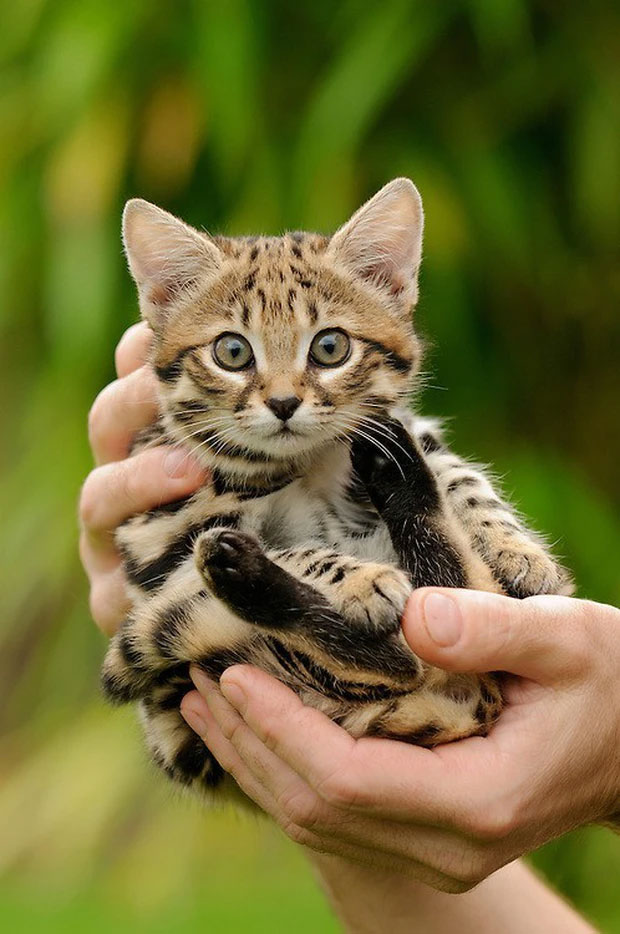 African black-footed cat: Looks innocent but is the 'world's most dangerous' cat Picture 4