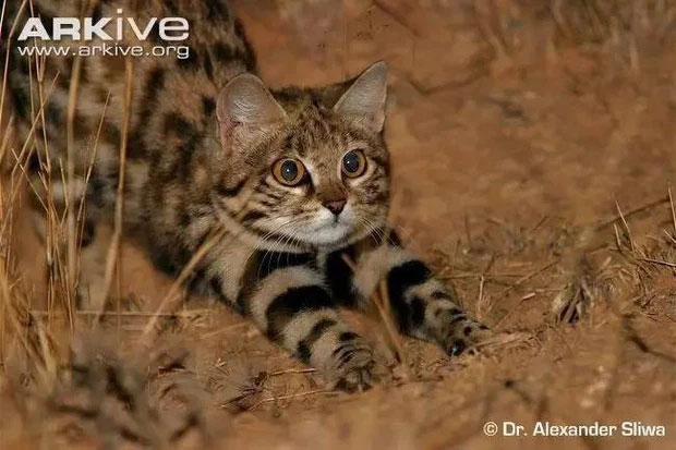 African black-footed cat: Looks innocent but is the 'world's most dangerous' cat Picture 5