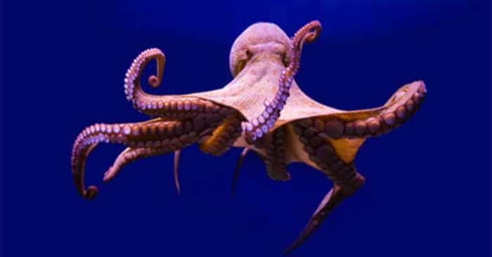 Animal adaptations are revolutionizing human technology Picture 1