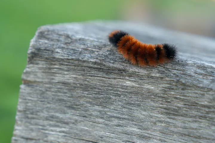 Animals that can predict the weather Picture 2