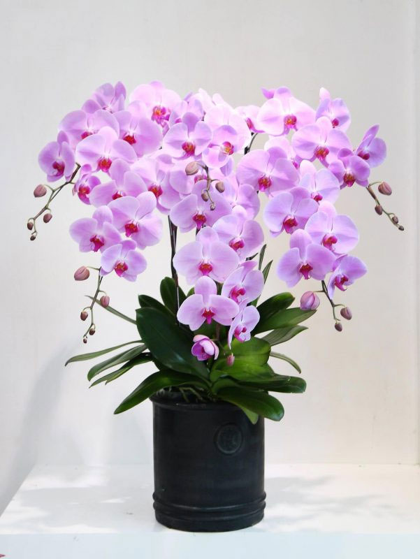 Birthday flower pictures, most beautiful birthday greeting flower pictures Picture 23