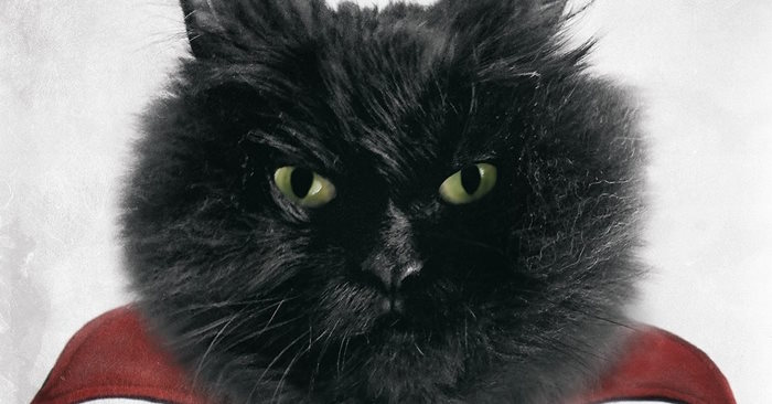 How did black cats become a symbol of Halloween? Picture 1