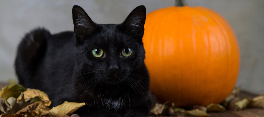How did black cats become a symbol of Halloween? Picture 2