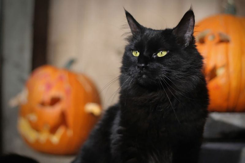 How did black cats become a symbol of Halloween? Picture 3