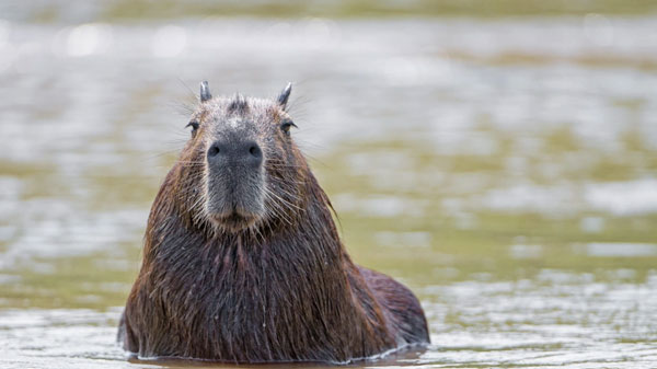 Capybara: A giant rat weighing up to 68kg, at ease among crocodiles thanks to its special abilities Picture 1