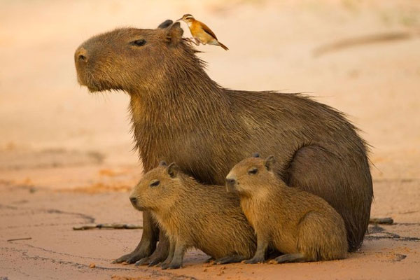 Capybara: A giant rat weighing up to 68kg, at ease among crocodiles thanks to its special abilities Picture 10