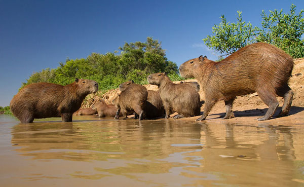 Capybara: A giant rat weighing up to 68kg, at ease among crocodiles thanks to its special abilities Picture 11