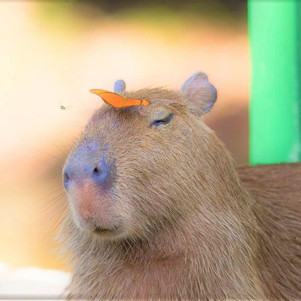 Capybara: A giant rat weighing up to 68kg, at ease among crocodiles thanks to its special abilities Picture 12