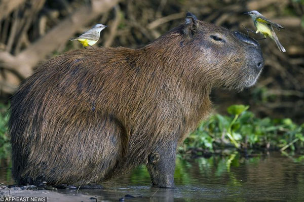 Capybara: A giant rat weighing up to 68kg, at ease among crocodiles thanks to its special abilities Picture 13