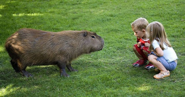 Capybara: A giant rat weighing up to 68kg, at ease among crocodiles thanks to its special abilities Picture 14