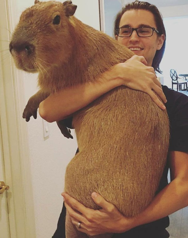 Capybara: A giant rat weighing up to 68kg, at ease among crocodiles thanks to its special abilities Picture 15