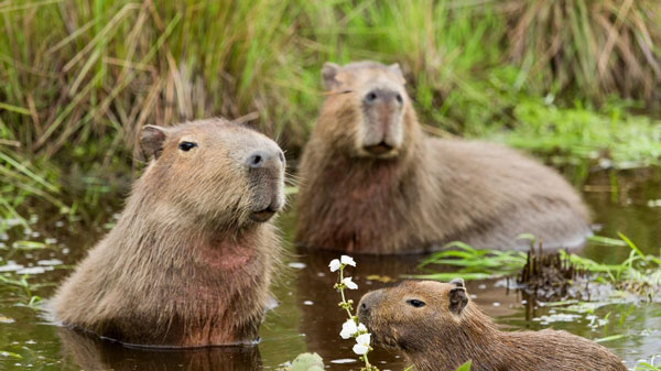 Capybara: A giant rat weighing up to 68kg, at ease among crocodiles thanks to its special abilities Picture 2