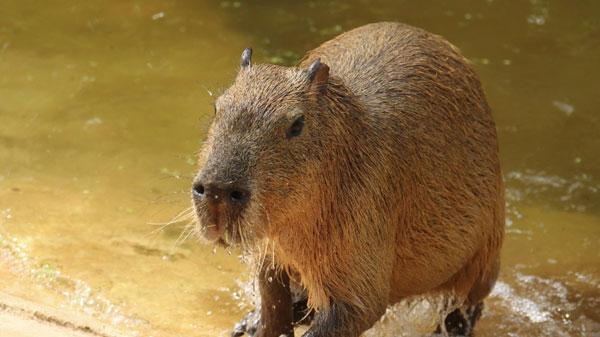Capybara: A giant rat weighing up to 68kg, at ease among crocodiles thanks to its special abilities Picture 4