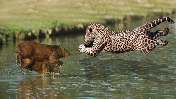 Capybara: A giant rat weighing up to 68kg, at ease among crocodiles thanks to its special abilities Picture 5